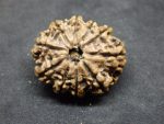 10 Mukhi Rudraksha