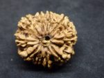 10 Mukhi Rudraksha