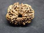 10 Mukhi Rudraksha