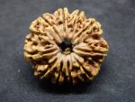 10 Mukhi Rudraksha
