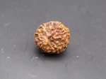 10 Mukhi lab Rudraksha