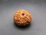 10 Mukhi lab Rudraksha