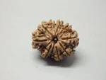 10 Mukhi lab Rudraksha