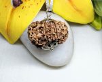 10 Mukhi Rudraksha