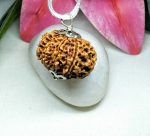 10 Mukhi Rudraksha