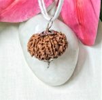 10 Mukhi Rudraksha