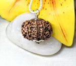10 Mukhi Rudraksha