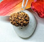 10 Mukhi Rudraksha
