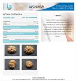 11 Mukhi Rudraksha
