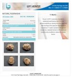 11 Mukhi Certificate