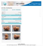 11 Mukhi Certificate