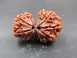 11 Mukhi Gaurishankar Rudraksha