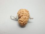 11 Mukhi Rudraksha