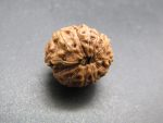 11 Mukhi Rudraksha
