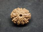 11 Mukhi Rudraksha