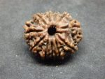 11 Mukhi Rudraksha