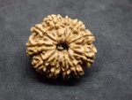 11 Mukhi Rudraksha