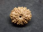 11 Mukhi Rudraksha