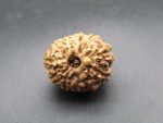 11 Mukhi lab Rudraksha