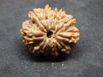 11 Mukhi Rudraksha