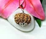 11 Mukhi Certificate