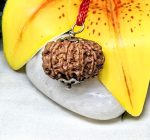 11 Mukhi Rudraksha