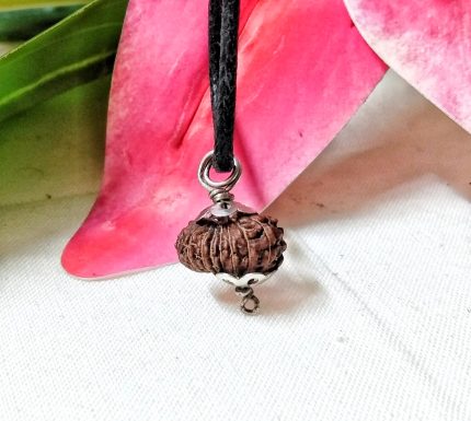 17 Mukhi Java Indonesia