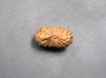 17 Mukhi Java Indonesia