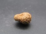 Seventeen Mukhi Java Indonesia