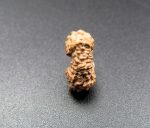 Seventeen Mukhi Java Indonesia