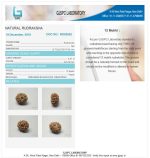 12 Mukhi Certificate