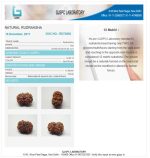 12 Mukhi Certificate