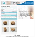 12 Mukhi Certificate