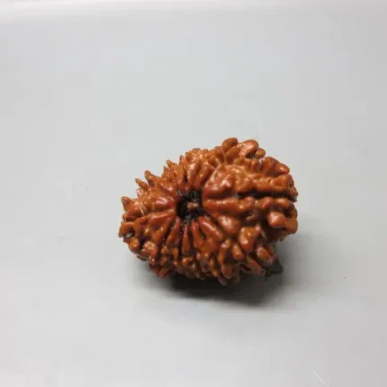 12 Mukhi Lab Rudraksha