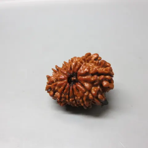 12 Mukhi Lab Rudraksha 12 Mukhi Lab Rudraksha