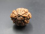 12 Mukhi Rudraksha
