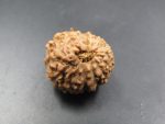 12 Mukhi Rudraksha