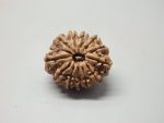 12 Mukhi lab Rudraksha