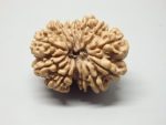 12 Mukhi lab Rudraksha