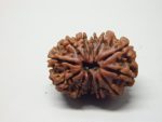 12 Mukhi lab Rudraksha