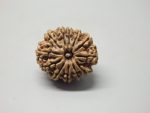 12 Mukhi lab Rudraksha