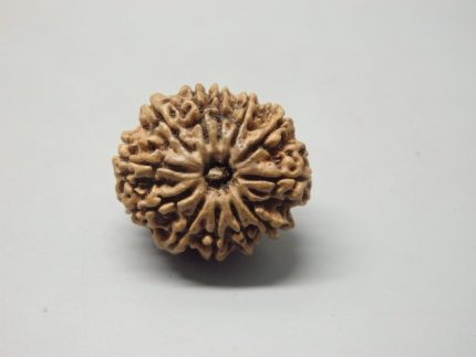 12 Mukhi lab Rudraksha