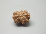 12 Mukhi lab Rudraksha