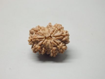 12 Mukhi lab Rudraksha