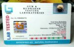 12 Mukh INDONESSIA Rudraksh