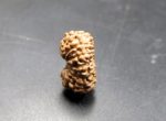 Seventeen Mukhi Java Indonesia