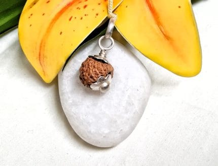 18 Mukhi Java Indonesia