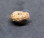 Eighteen Mukhi Java Indonesia