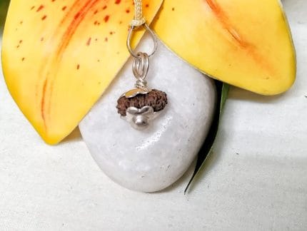 18 Mukhi Java Indonesia