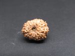 13 Mukhi Rudraksha